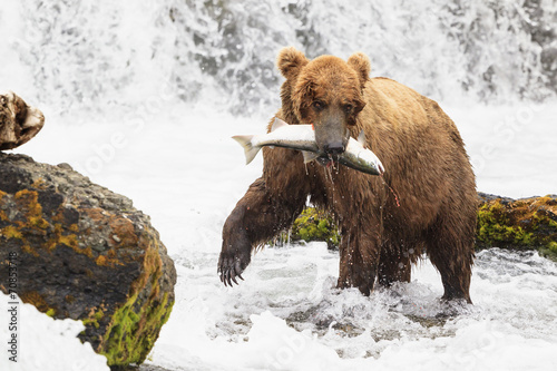 Wallpaper Mural USA, Alaska, Katmai National Park, Brown bear Ursus arctos at Brooks Falls with caught salmon Torontodigital.ca