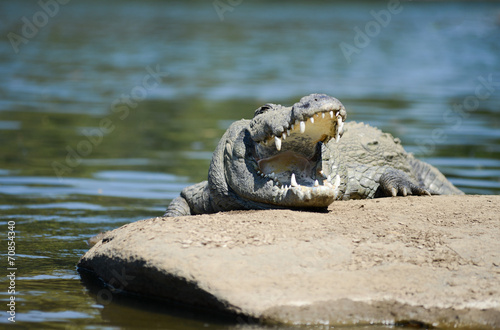 Billede på lærred Mugger Crocodile
