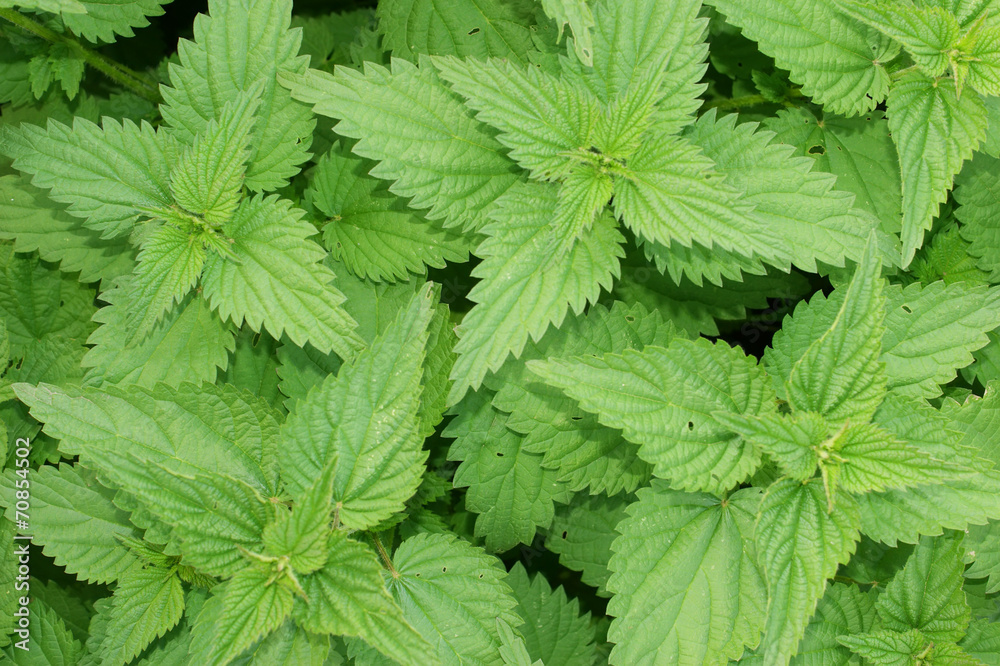 Nettle background Nettle background