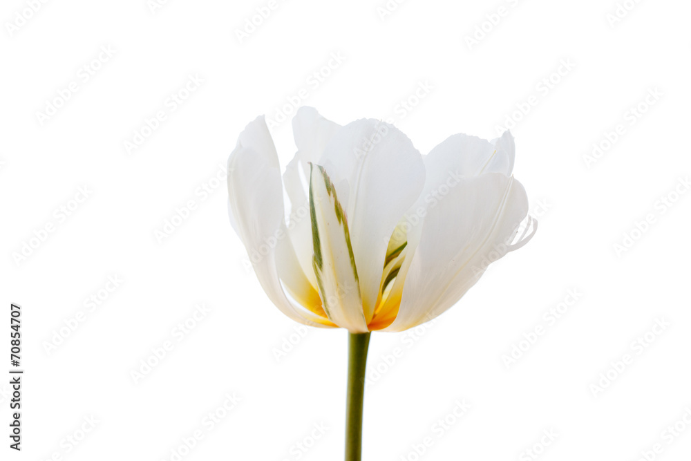 Obraz premium white tulip