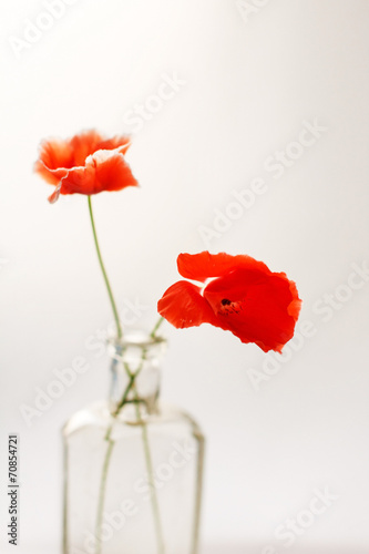 Nice poppies in the vase