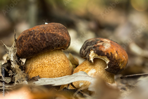 Porcini fungi on the litter