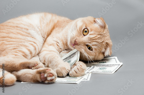 Dollar and a cat