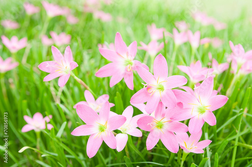 Zephyranthas rosea flowers