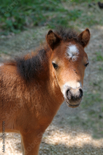 Baby miniature horse