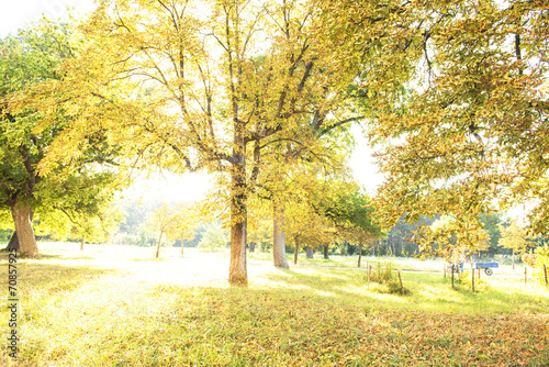 Fototapeta Naklejka Na Ścianę i Meble -  sunny day in autumn park