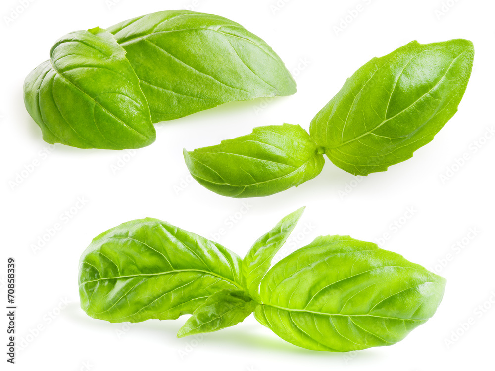 Obraz premium Basil leaves isolated on white. Collection