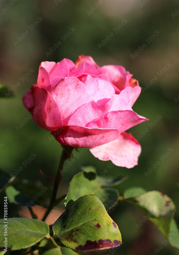 photo beautiful pink rose