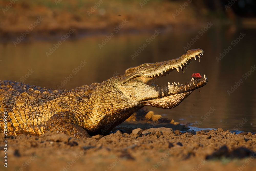 Obraz premium Nile Crocodile