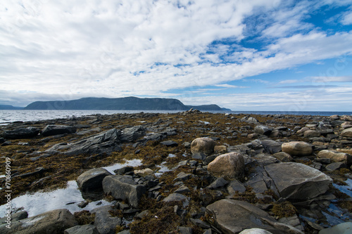 Wallpaper Mural Rocks and seaweed in the province of Newfoundland and Labrador Torontodigital.ca