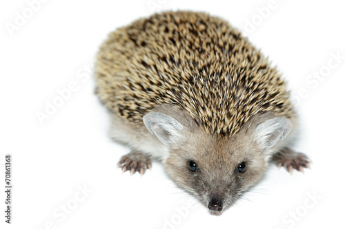 Hemiechinus auritus, Long-eared hedgehog