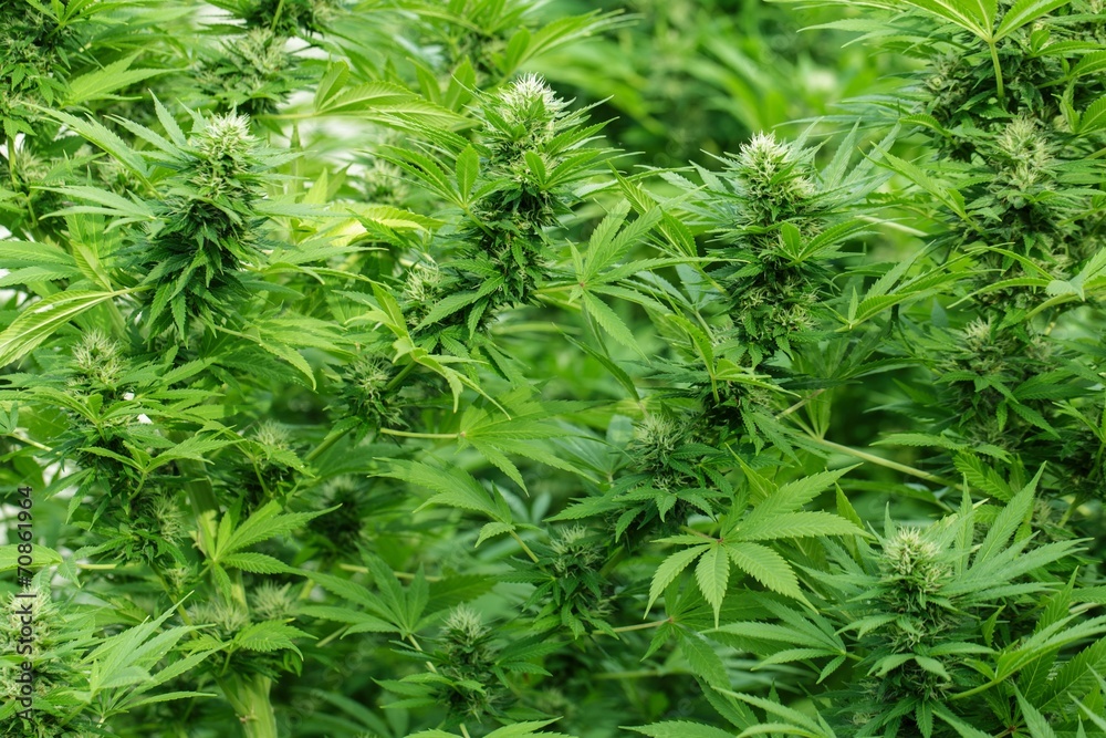 Large Cannabis plants in blossom Large Cannabis plants in blossom