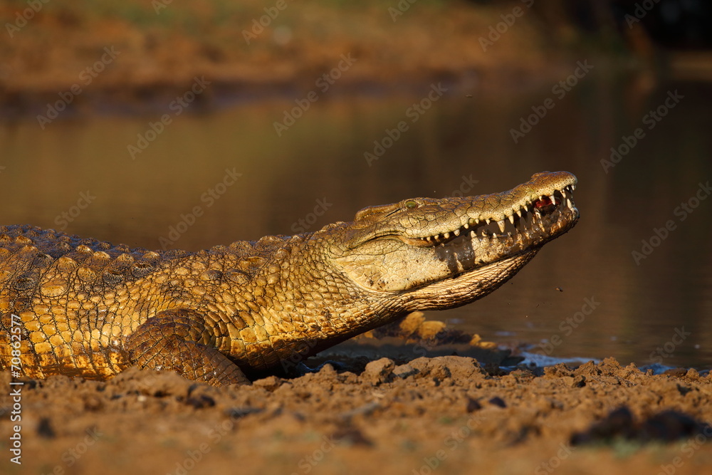 Fototapeta premium Nile Crocodile