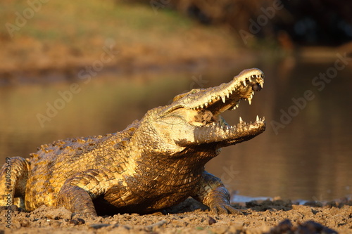 Nile Crocodile