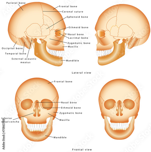 Human Skull structure