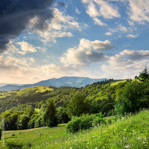 pine trees near valley in mountains  on hillside © Pellinni