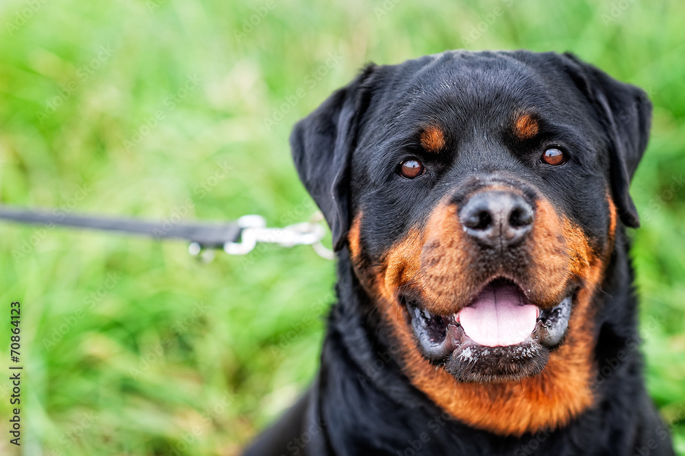 Obraz premium hund 1