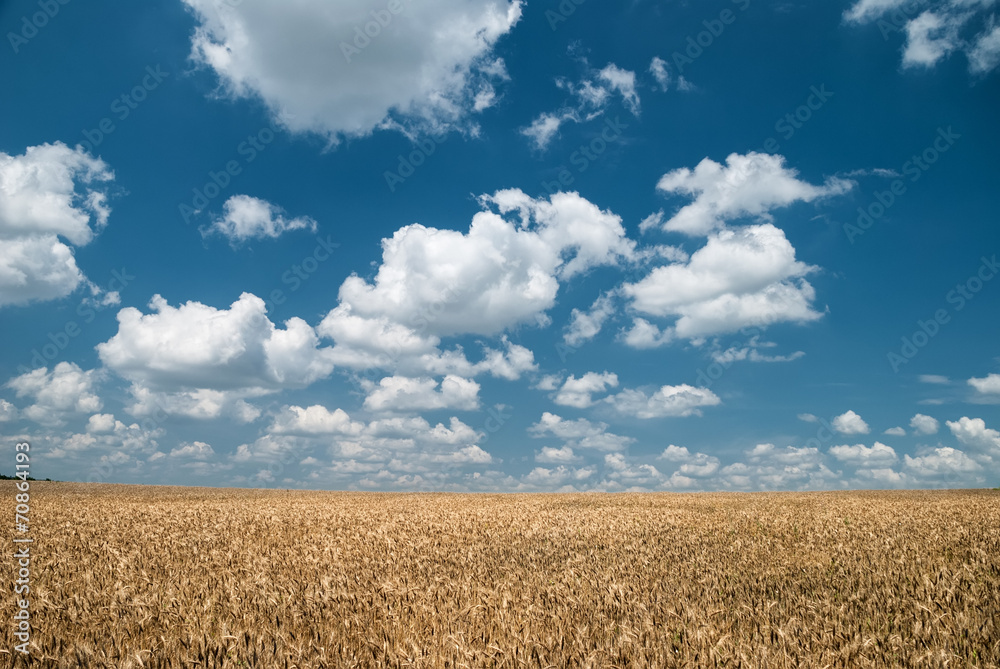 wheat field and blue sky landscape wheat field and blue sky landscape