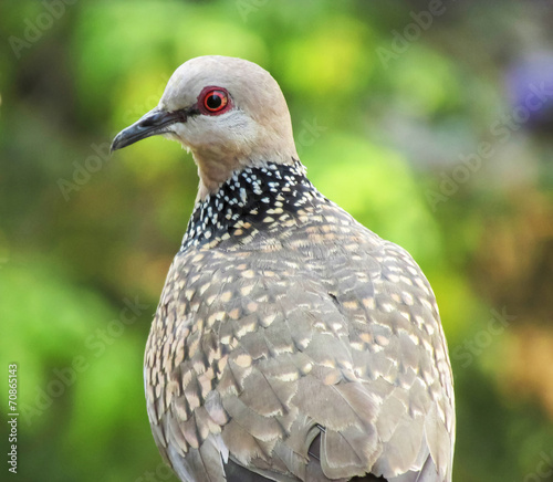 confused common-Indian-dove photo