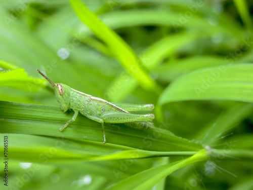 Baby-grasshopper on green grass © drpgayen