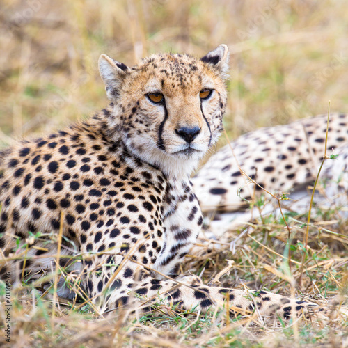 Cheetah rests at plains of Serengeti