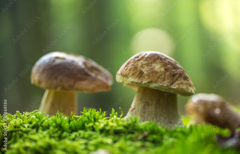 Boletus edulis in the forest Boletus edulis in the forest