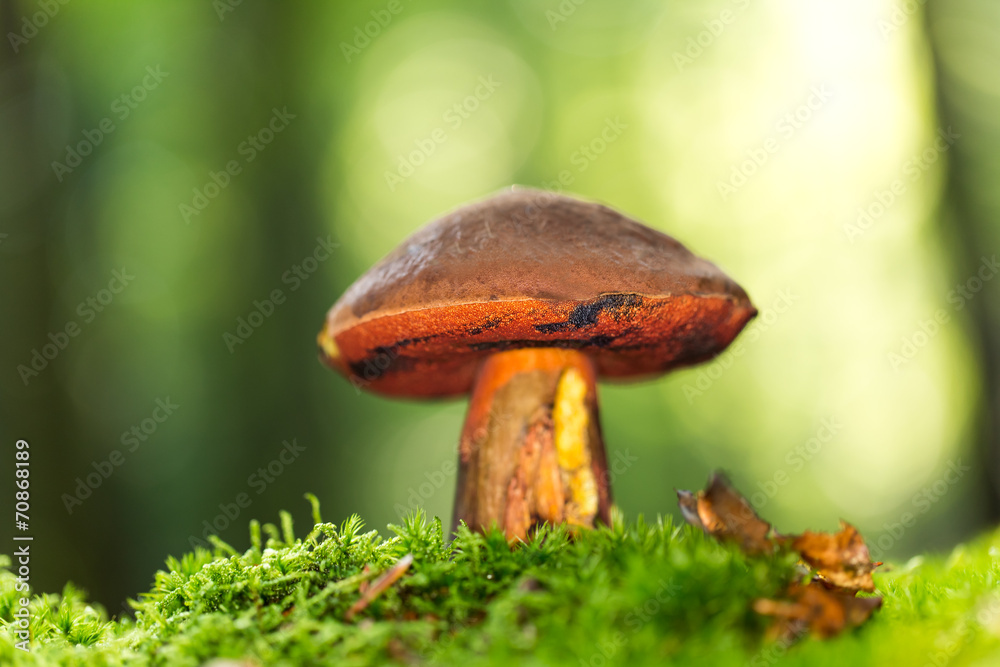 Boletus erythropus in the forest Boletus erythropus in the forest