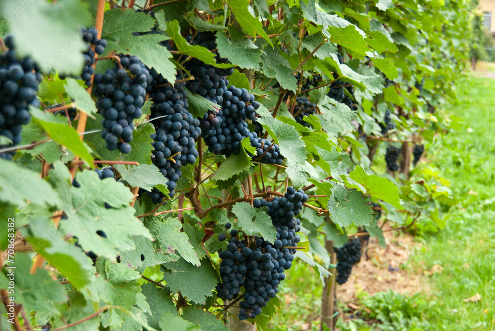 Bunches of blue grapes at a vineyard.