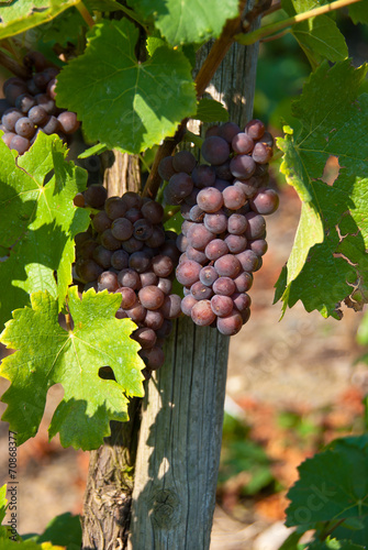 Wallpaper Mural Bunches of red grapes at a vineyard. Torontodigital.ca
