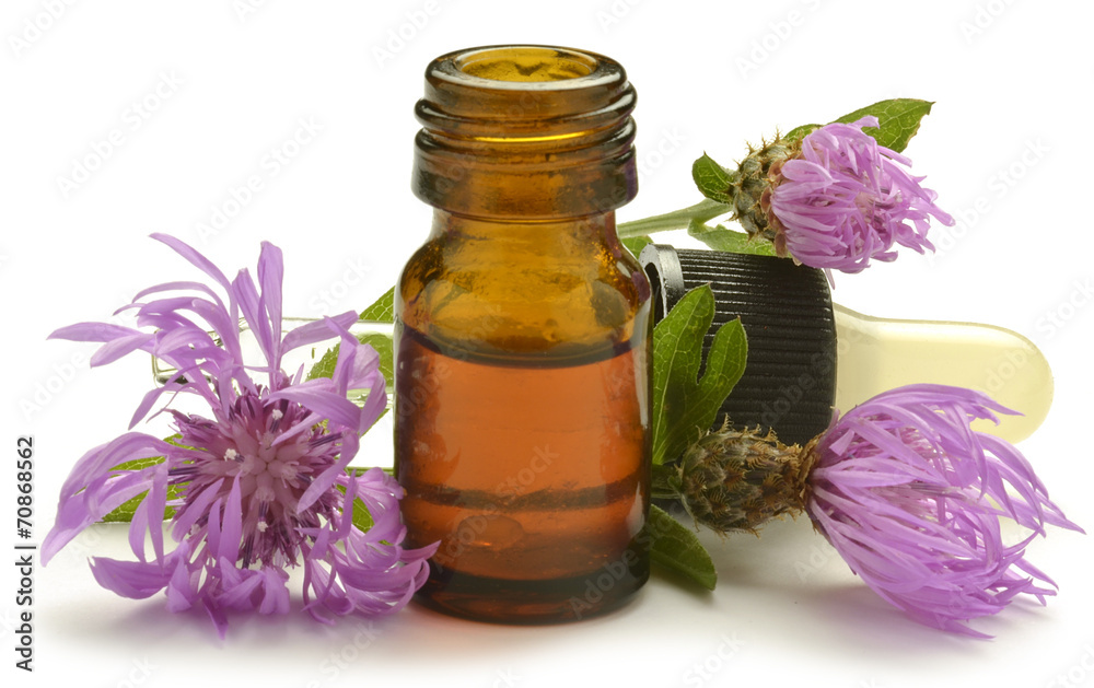 Centaurea cyanus Cornflower Fiordaliso Bleuet des champes Centaurea cyanus Cornflower Fiordaliso Bleuet des champes
