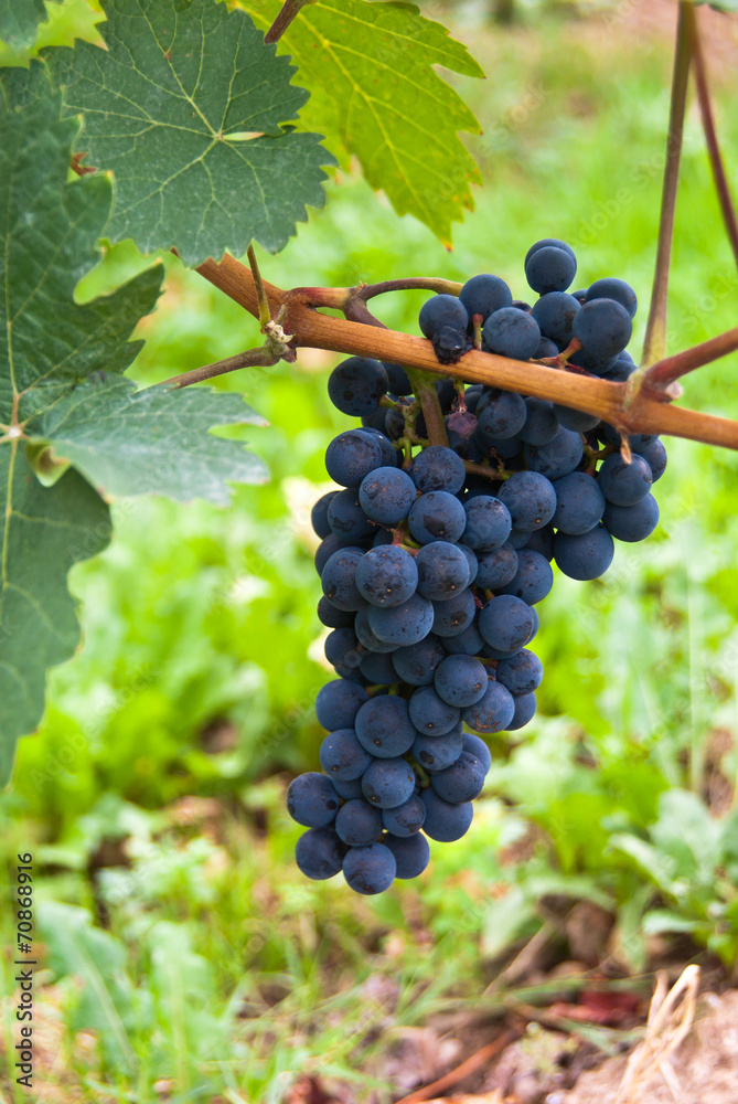 Bunches of blue grapes at a vineyard.