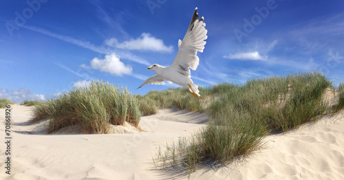 Seagull flying over  sea dunes on beach with dune grass and sand on a sunny day with blue sky and clouds