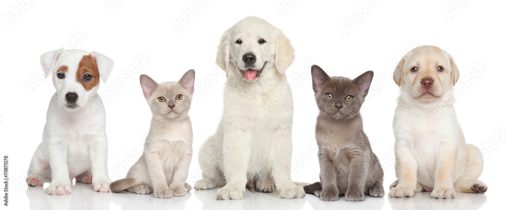 Naklejka premium Group of kitten and puppies