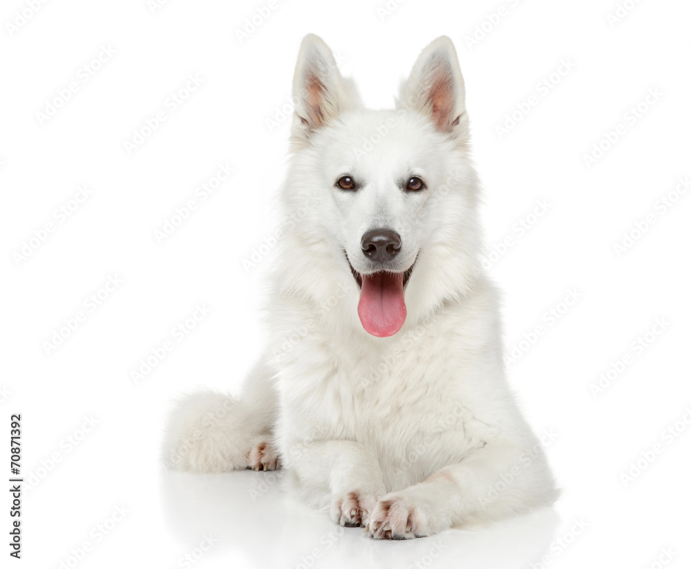Swiss Shepherd dog on white background Swiss Shepherd dog on white background