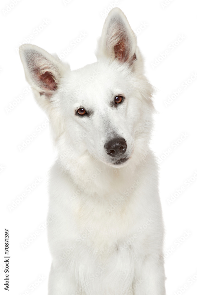 White Swiss Shepherd dog. Close-up portrait
