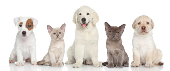 Group of kitten and puppies