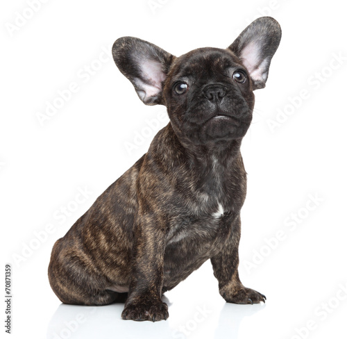 French bulldog puppy portrait