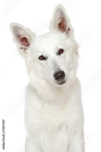 White Swiss Shepherd dog. Close-up portrait © jagodka