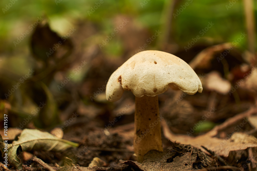 Fototapeta premium Mushrooms in autumn forest
