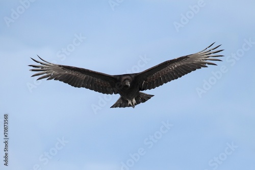 Fotografie Black Vulture In Flight