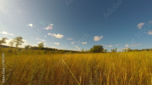summer evening landscape
