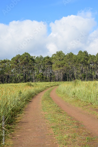 The way to pine forest in mountain,Thailand