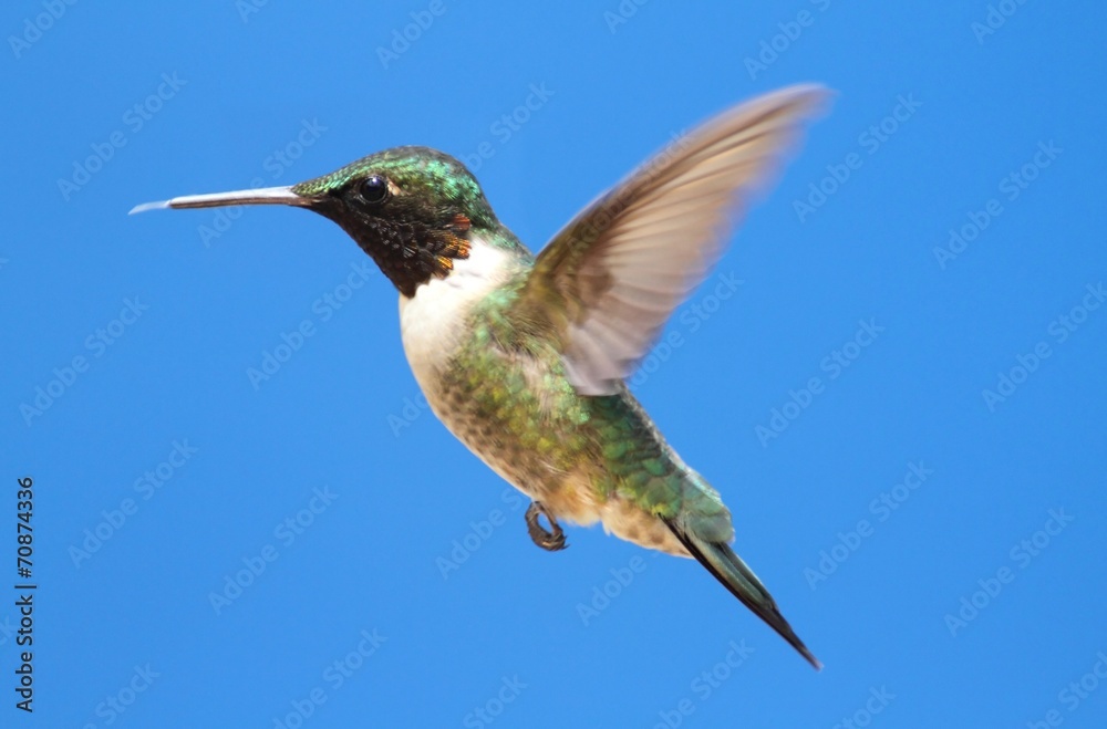 Ruby-throated Hummingbird (archilochus colubris) Ruby-throated Hummingbird (archilochus colubris)
