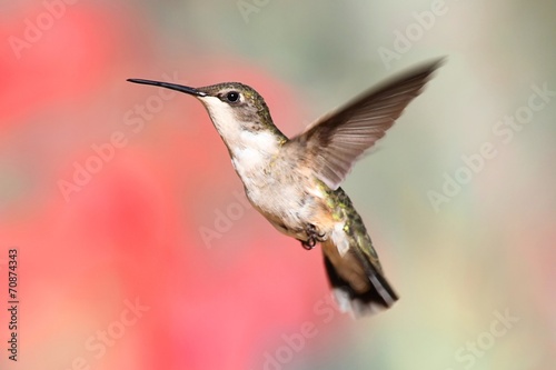 Ruby-throated Hummingbird In Flight