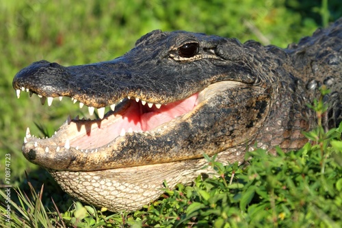 American Alligator Basking in The Sun