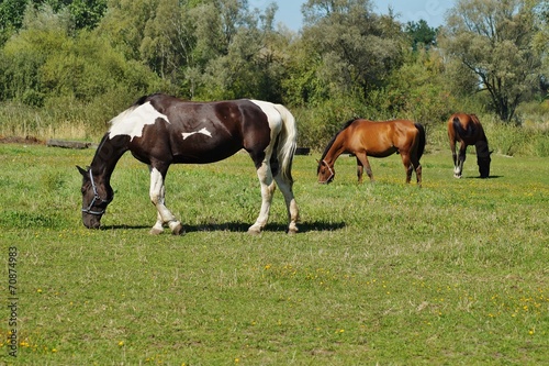 Horses on a farm in a summer meadow