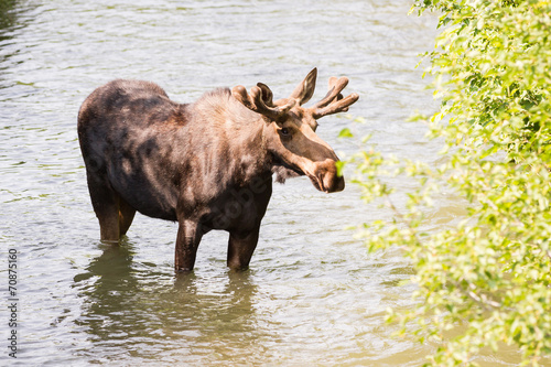 young male moose