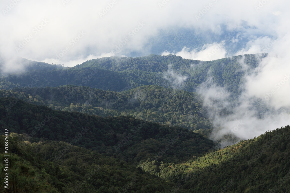 jungle forest and mountain with mist