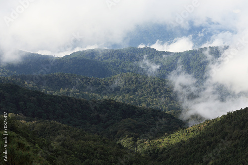 jungle forest and mountain with mist