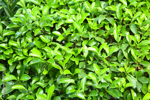 Beautiful green bush in garden  close-up